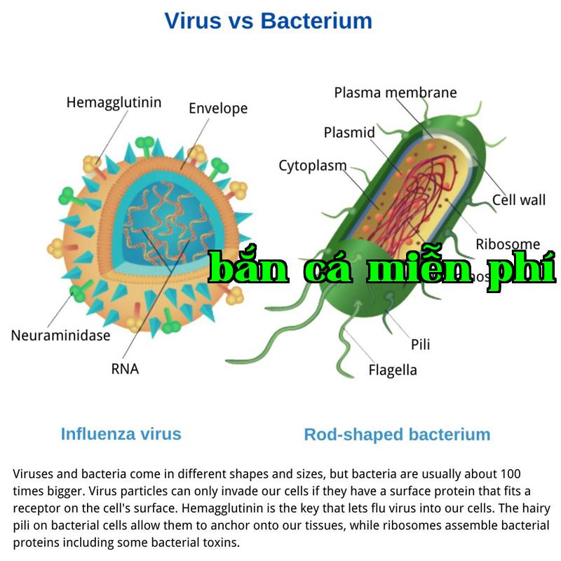 Mô tả sản phẩm 2